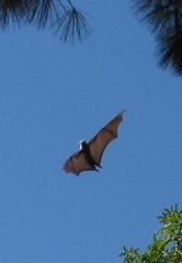 Pteropus poliocephalus