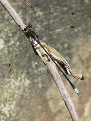 Chlorolestes tessellatus
