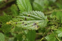 Ramularia urticae