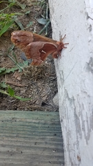 Callosamia promethea