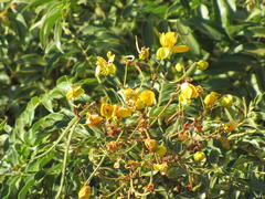 Senna petersiana