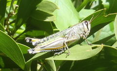 Heteracris