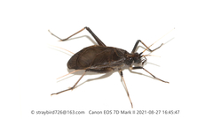 Meloimorpha japonica