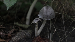 Coprinopsis alopecia