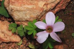 Oxalis engleriana