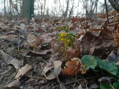 Gymnospermium odessanum