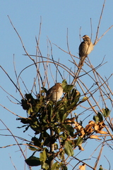 Gymnoris superciliaris