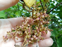 Cuscuta japonica