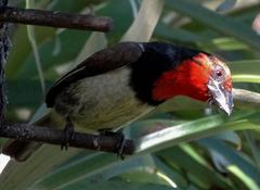 Lybius torquatus torquatus