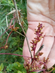Cuscuta japonica