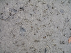 Tympanotonos fuscatus