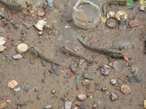 Atlantic Mudskipper