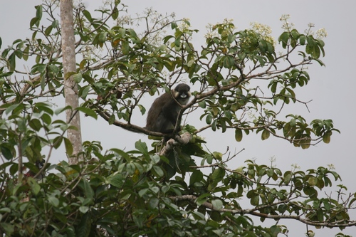 Grey-tailed Moustached Monkey