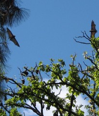 Pteropus poliocephalus