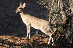 Sylvicapra grimmia caffra