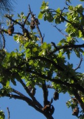 Pteropus poliocephalus