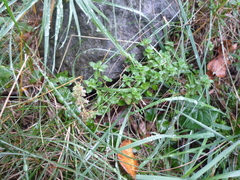 Thymus pulegioides pulegioides