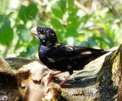 Vidua funerea funerea