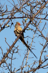 Urocolius indicus transvaalensis