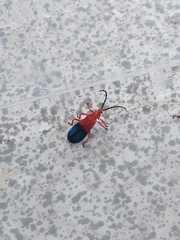 Thonalmus chevrolati