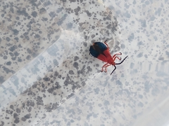 Thonalmus chevrolati