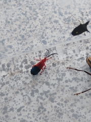 Thonalmus chevrolati