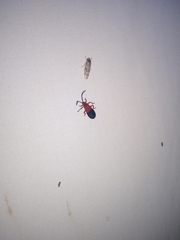 Thonalmus chevrolati