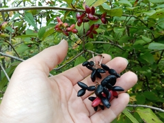 Viburnum burejaeticum