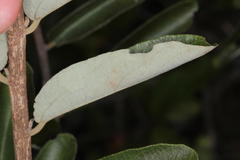 Grewia bicolor bicolor