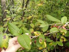 Viburnum burejaeticum