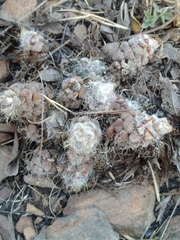 Anacampseros subnuda