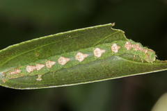 Grewia bicolor bicolor