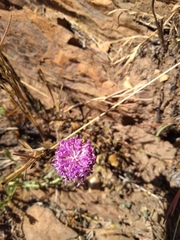 Pseudopegolettia tenella