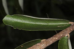 Grewia bicolor bicolor