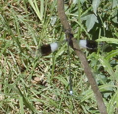 Chlorolestes tessellatus