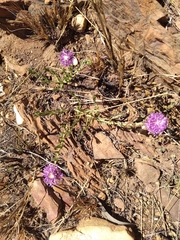 Pseudopegolettia tenella