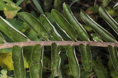 Grewia bicolor bicolor