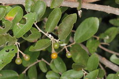 Grewia bicolor bicolor