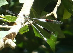 Chlorolestes tessellatus