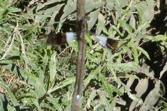 Chlorolestes tessellatus