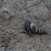 Girdled Horn Snail - Photo (c) Matt Rempel, some rights reserved (CC BY-NC-SA)