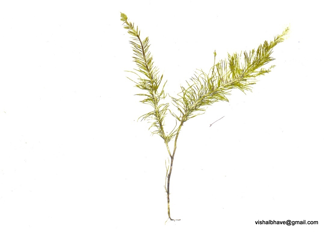 Bryopsis hypnoides