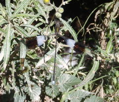 Chlorolestes tessellatus