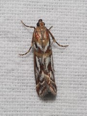 Acrobasis porphyrella