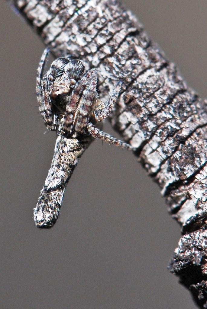 Acroaspis olorina
