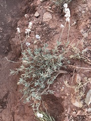 Limonium suffruticosum
