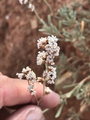 Limonium suffruticosum