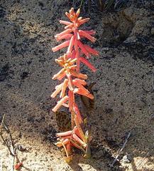 Lachenalia punctata