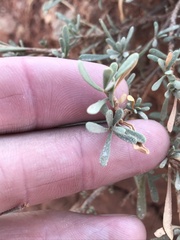 Limonium suffruticosum