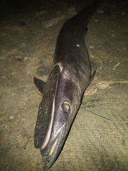 Remora australis